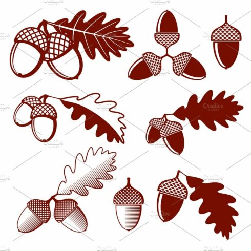 Oak acorns and leaves vector set cover image.