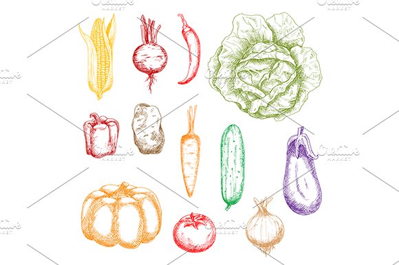 Autumnal ripe vegetables sketches cover image.