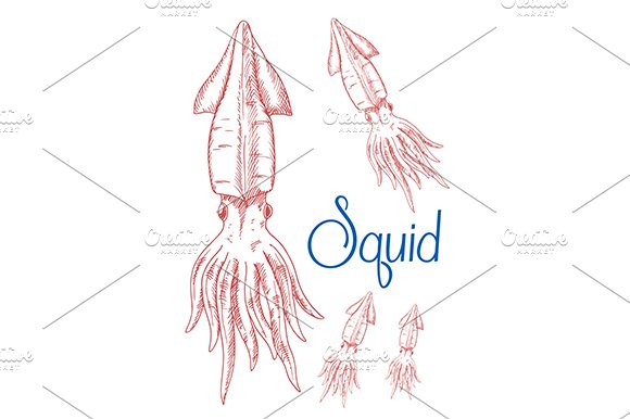 Squid sketches cover image.