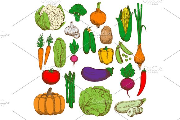 Farm fresh vegetables sketches cover image.