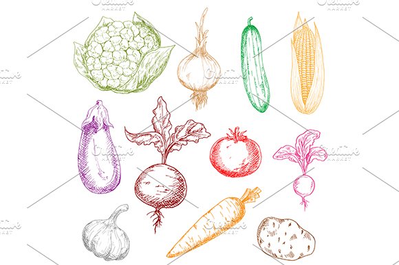 Healthy colored vegetables sketches cover image.