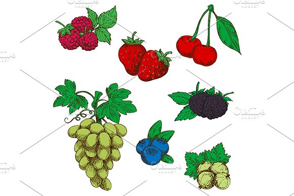 Berries sketches cover image.