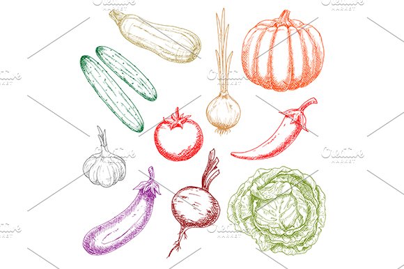 Colored sketches of farm vegetables cover image.
