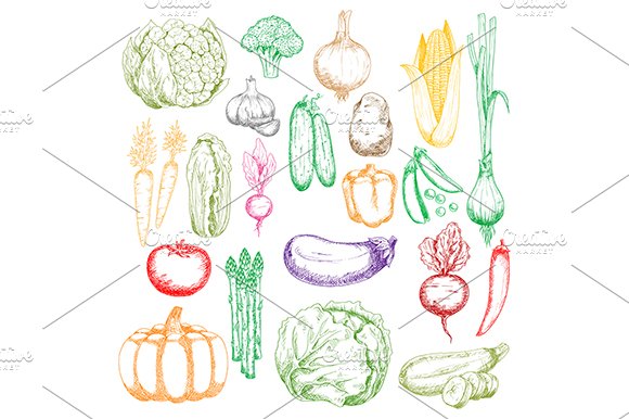 Colored sketched farm vegetables cover image.