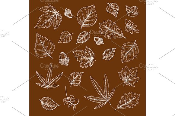 Autumnal fallen leaves and acorns cover image.