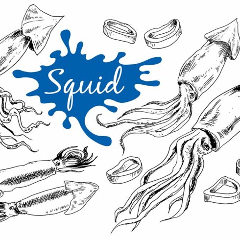 Squid. Hand drawn ink set cover image.