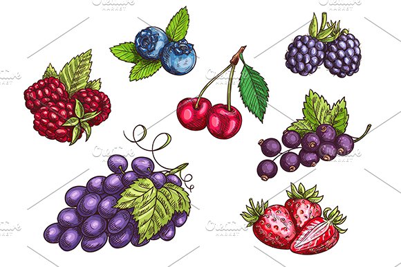 Hand drawn berries set cover image.