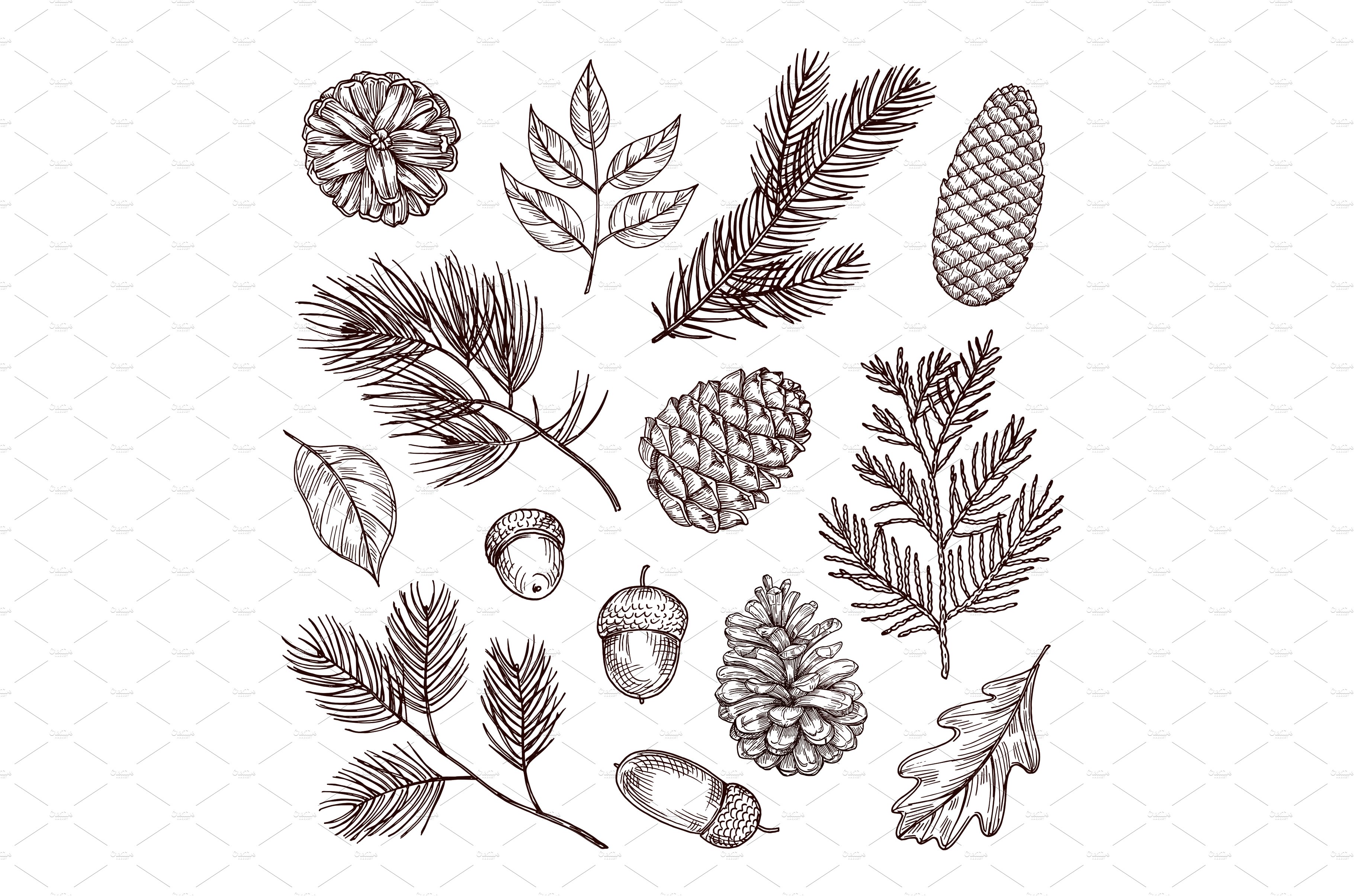 Sketch fir branches. Acorns and pine cover image.