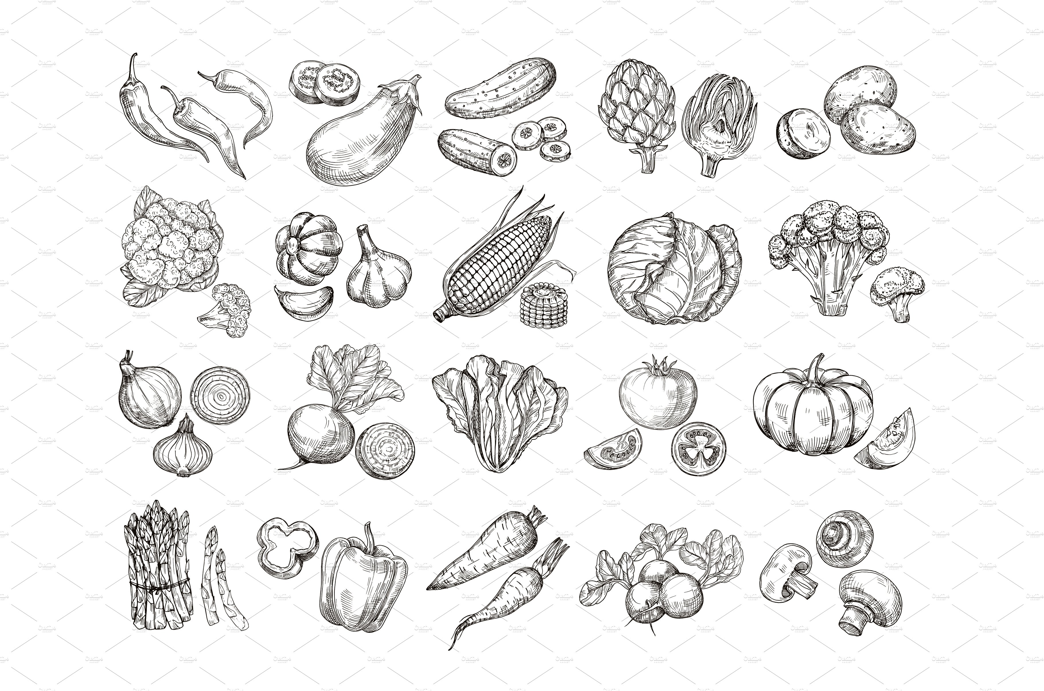 Sketch vegetables. Vintage hand cover image.