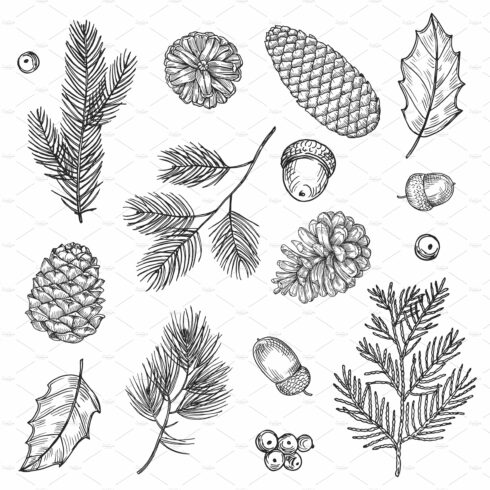 Hand drawn spruce branches and cones cover image.
