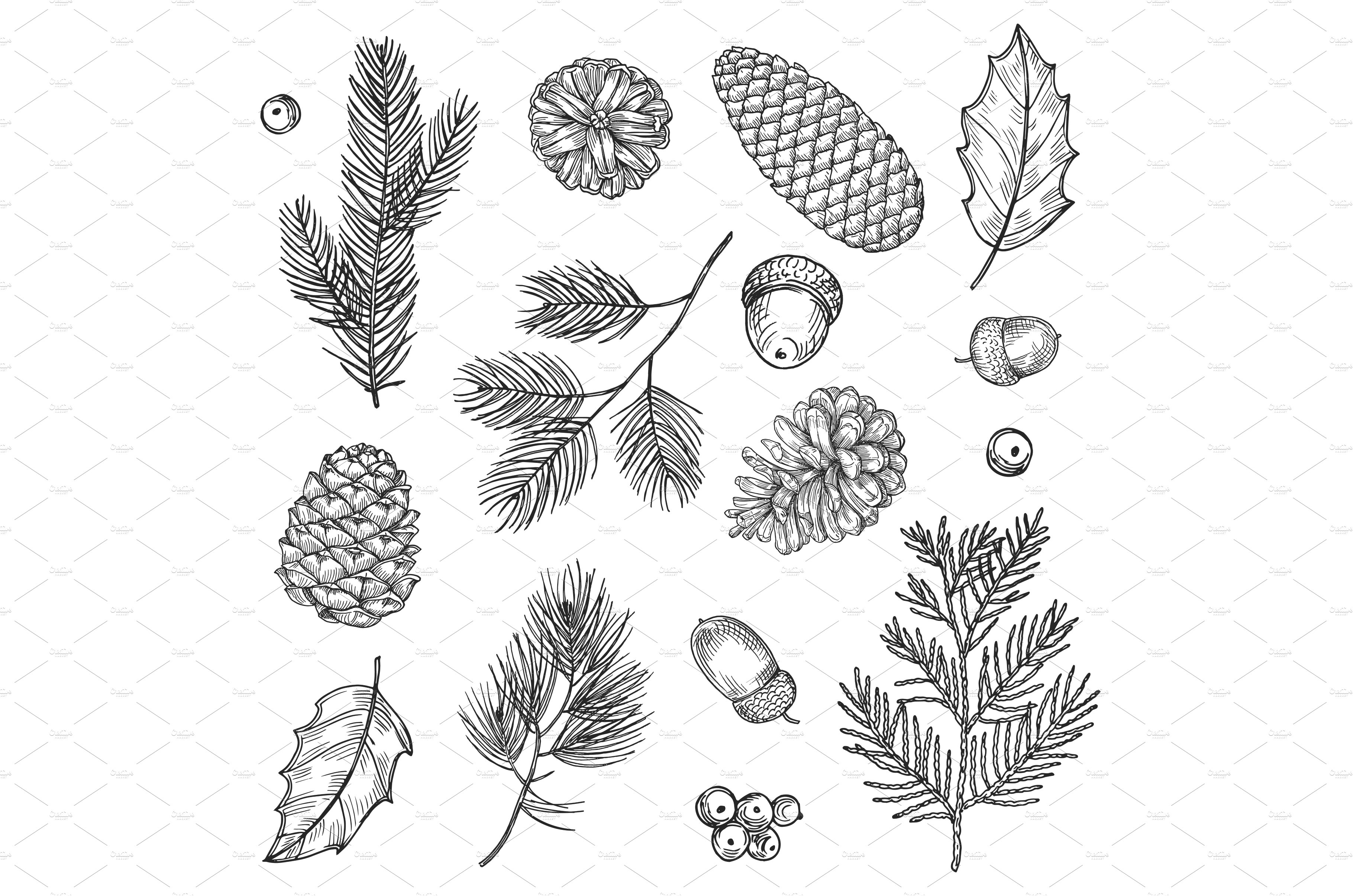 Hand drawn spruce branches and cones cover image.