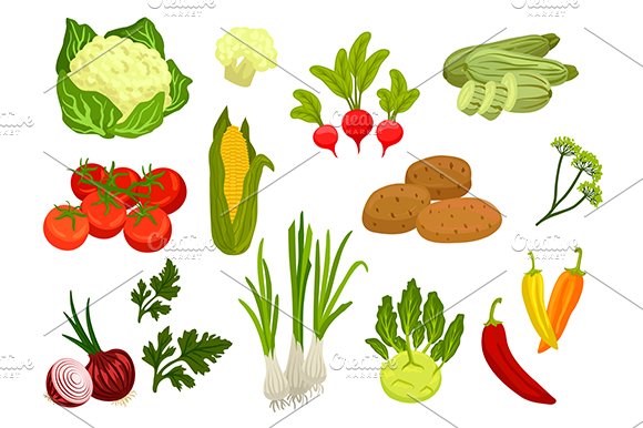 Farm vegetables isolated vector cover image.