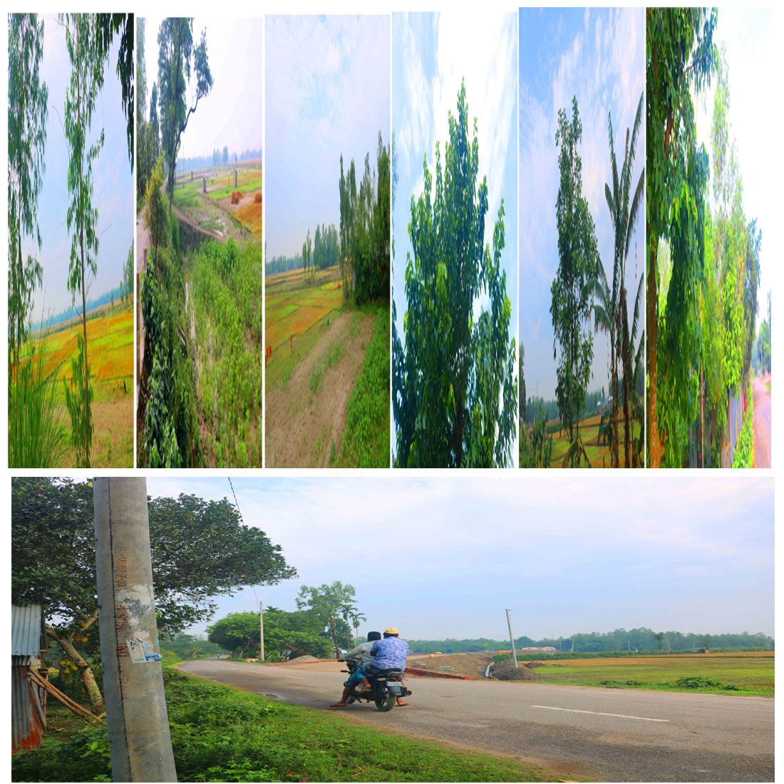 Natural Tree Background Photography in Bangladesh cover image.