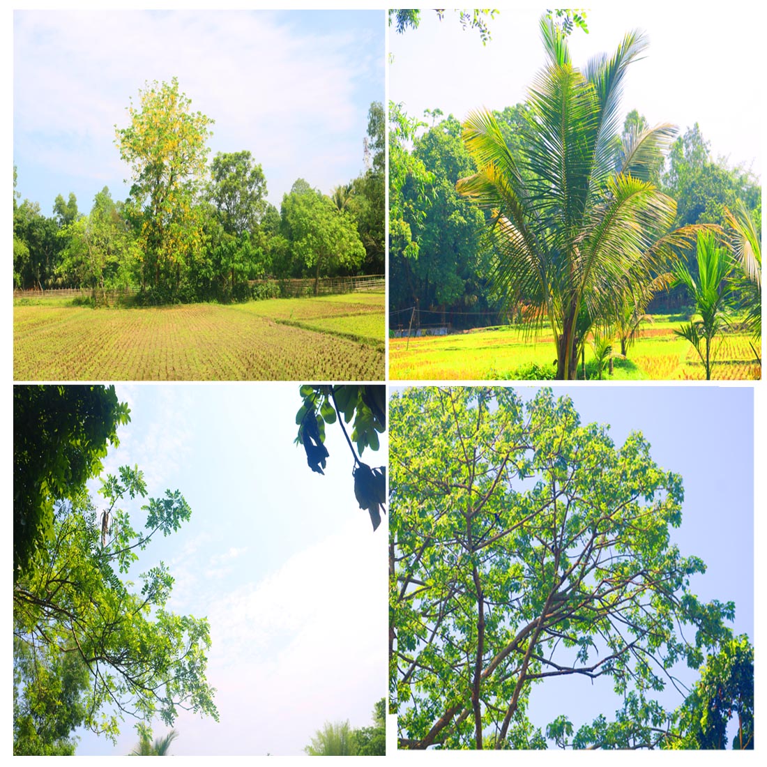 Natural Tree Background Photography in Bangladesh cover image.