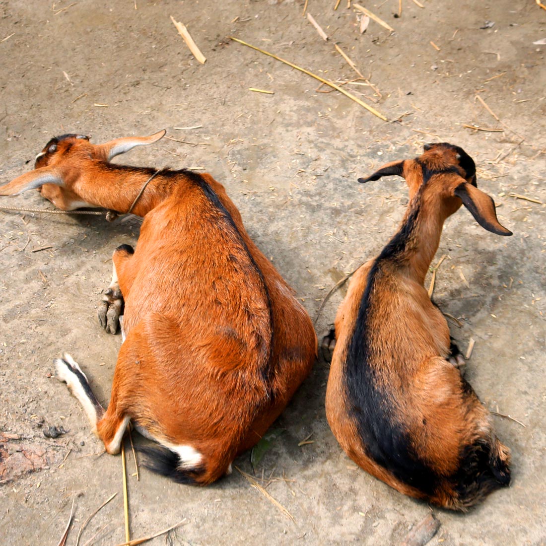 Goat Khasi photography in bangladesh preview image.