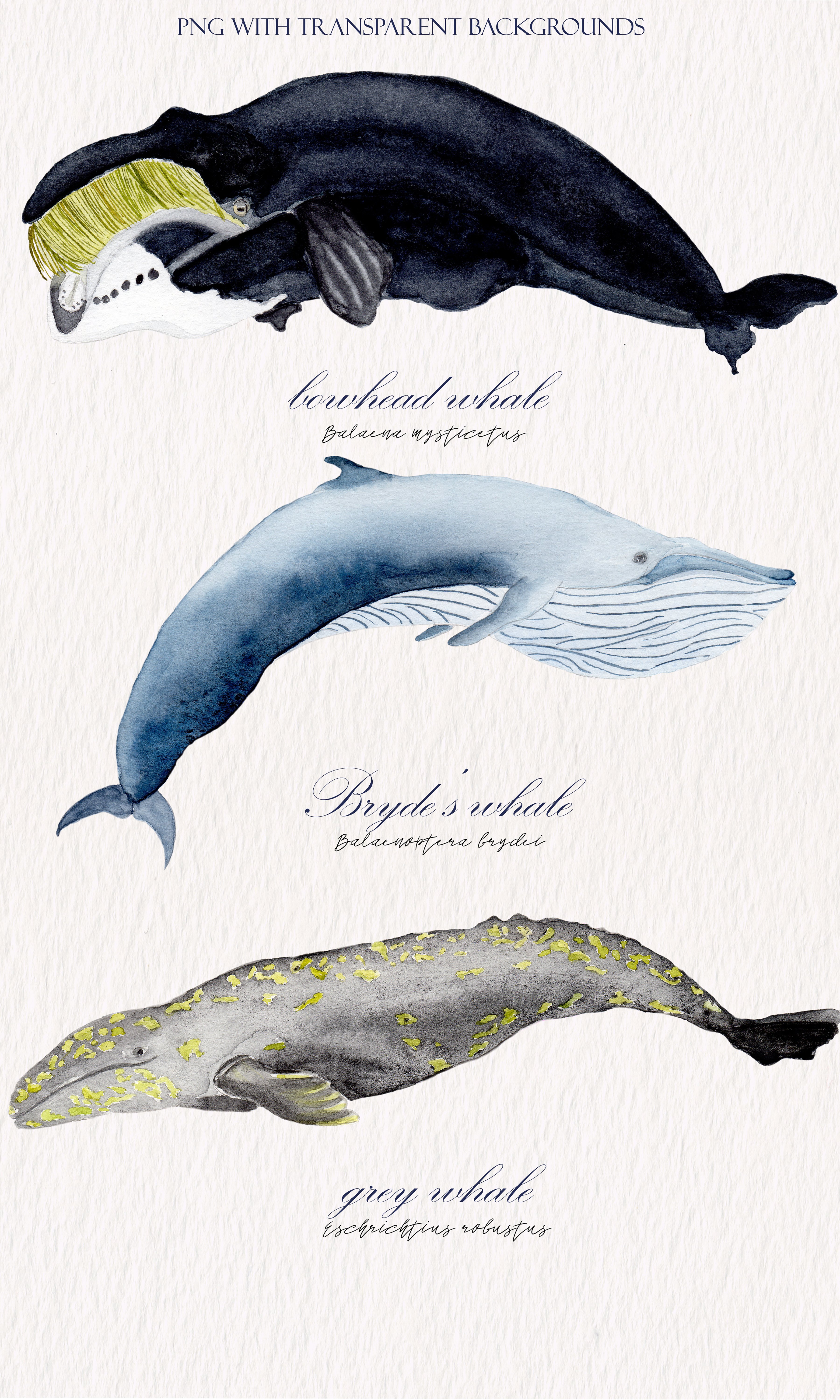 Watercolor whales illustration set preview image.