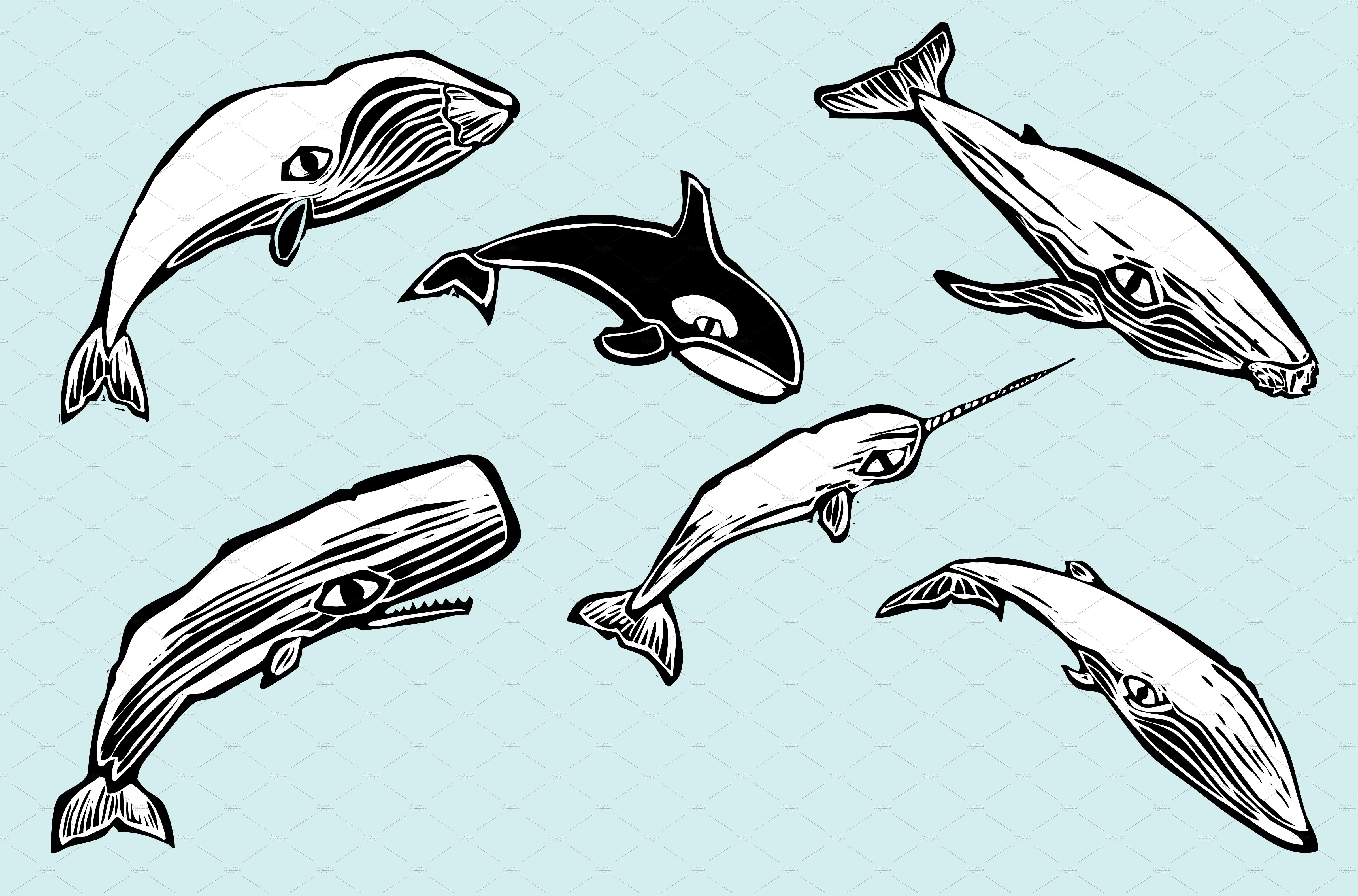 Whale Group cover image.