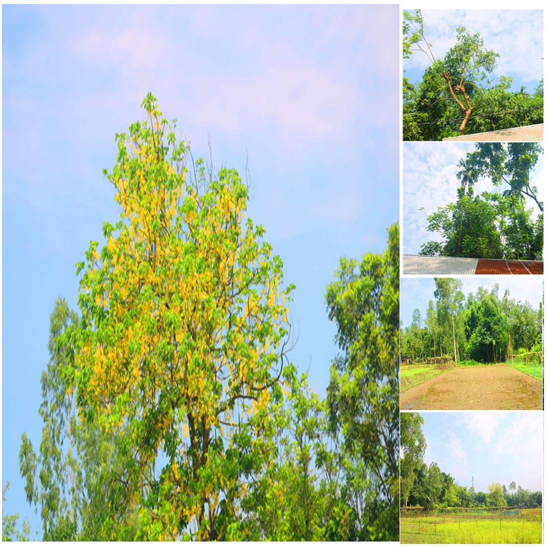 Natural Tree Background Photography in Bangladesh cover image.