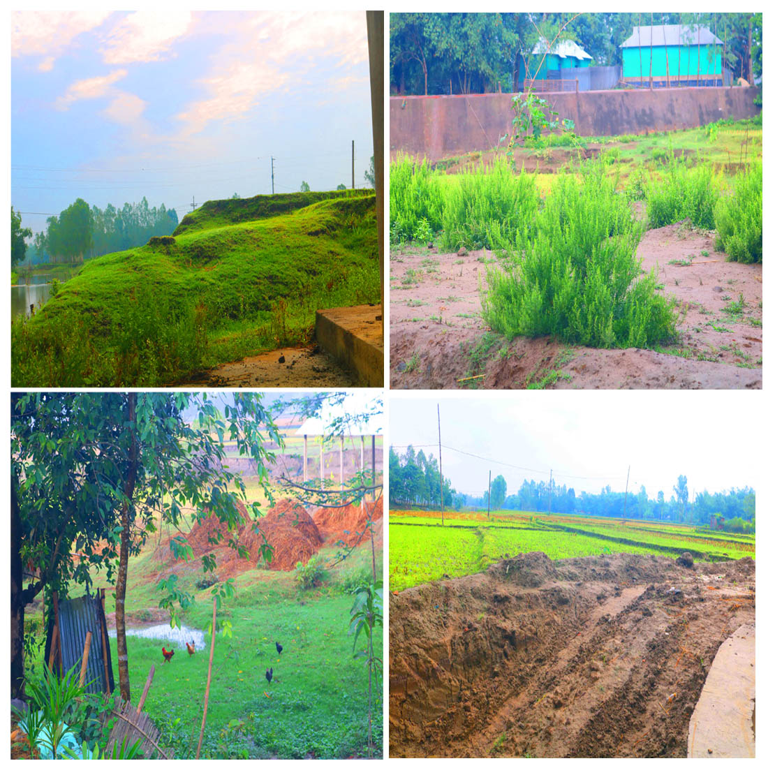 Natural Tree Background Photography in Bangladesh cover image.