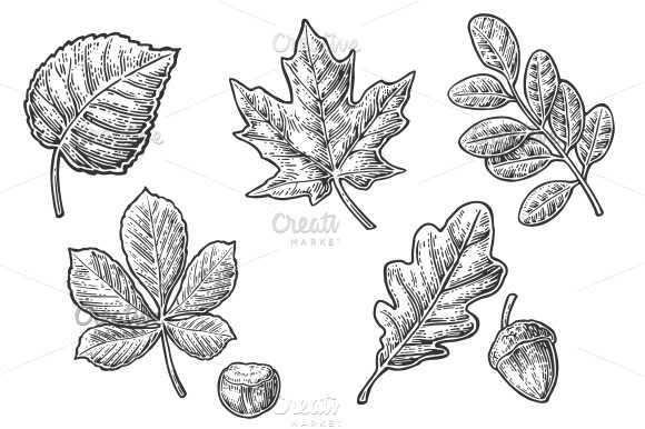 Set leaf - acacia acorn oak maple preview image.