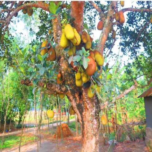 Kathal Tree Photography in Bangladesh cover image.