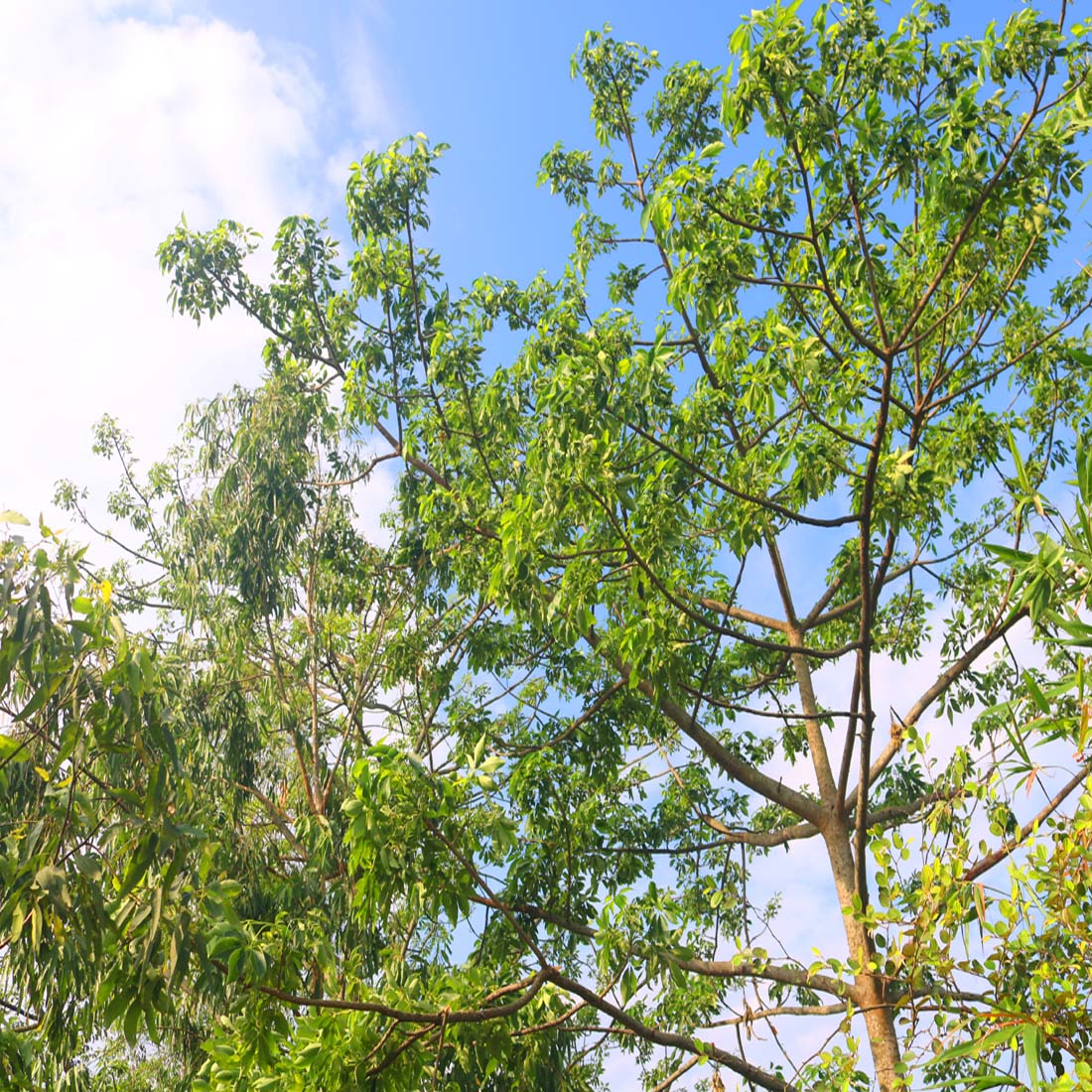 Natural Tree Background Photography in Bangladesh preview image.