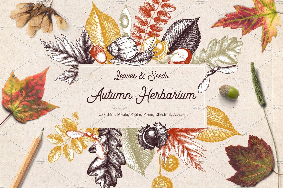Autumn Leaves Sketches Set cover image.