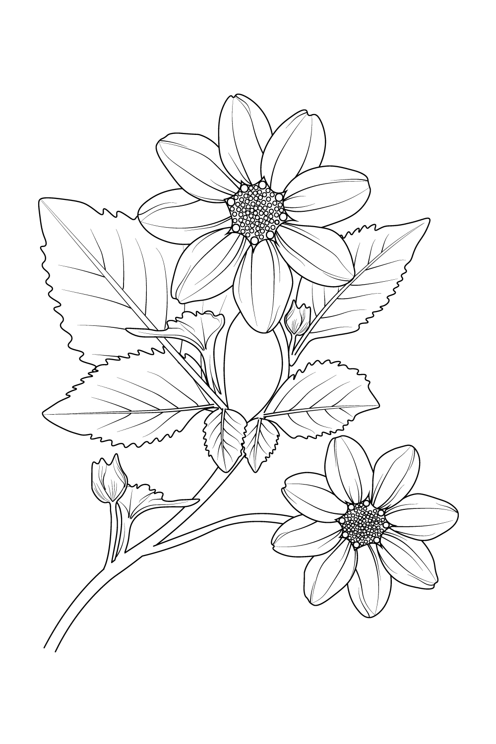 Dahlia Flower Black White Outline Illustration Stock Illustration  1511307929 | Shutterstock