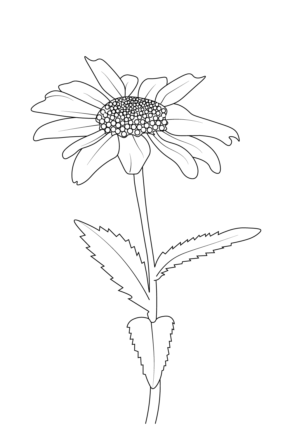 simple minimills daisy flower line drawing, daisy flower drawing for kids pinterest preview image.