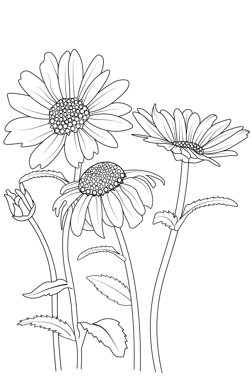 botanical daisy flower line art, gerbera daisy flower pencil art, Pencil realistic daisy flower drawing pinterest preview image.