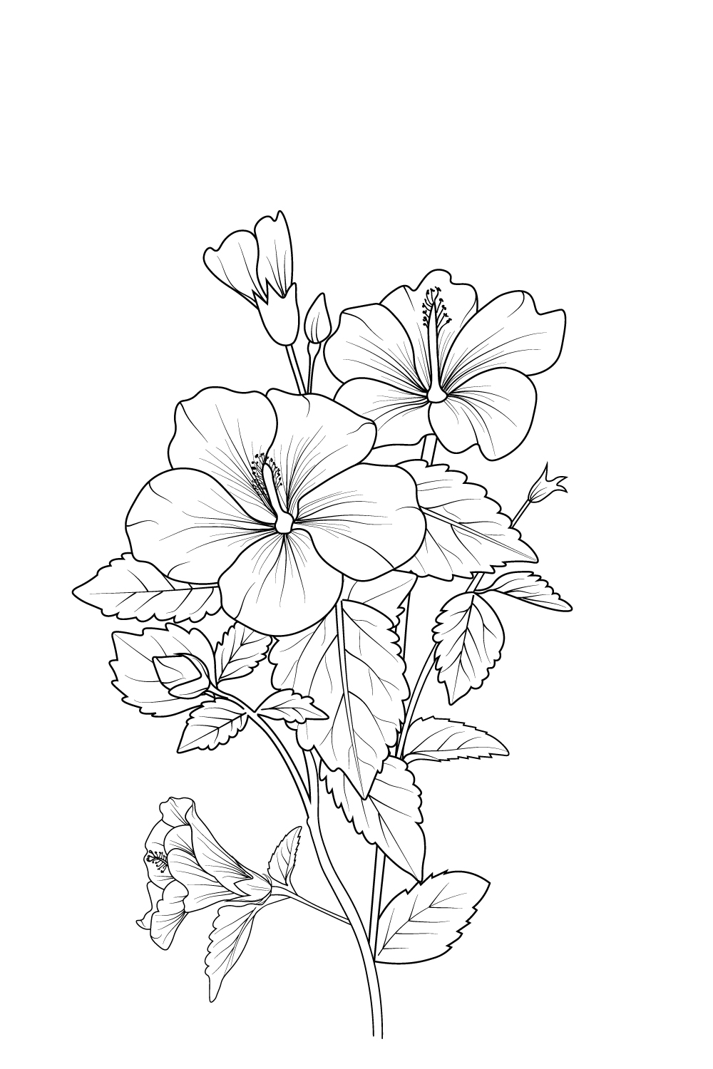Hibiscus flower line art drawing black stroke illu