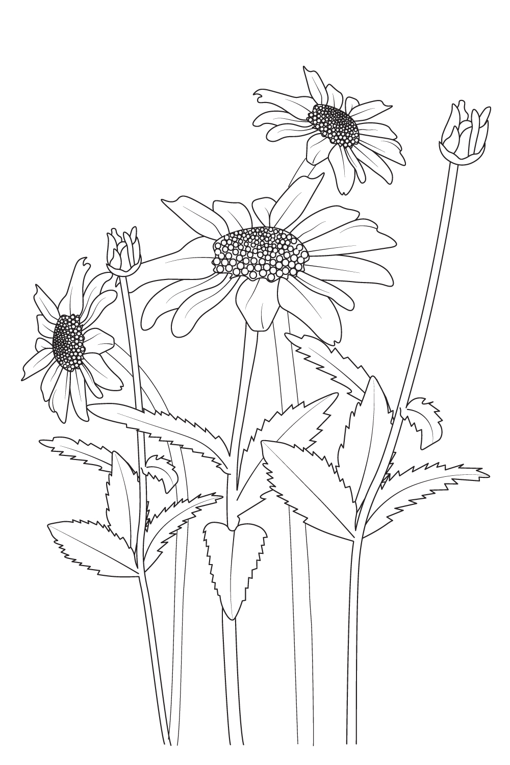 botanical daisy flower illustration daisy flower branch vector line art, daisy drawing, daisy drawing outline pinterest preview image.