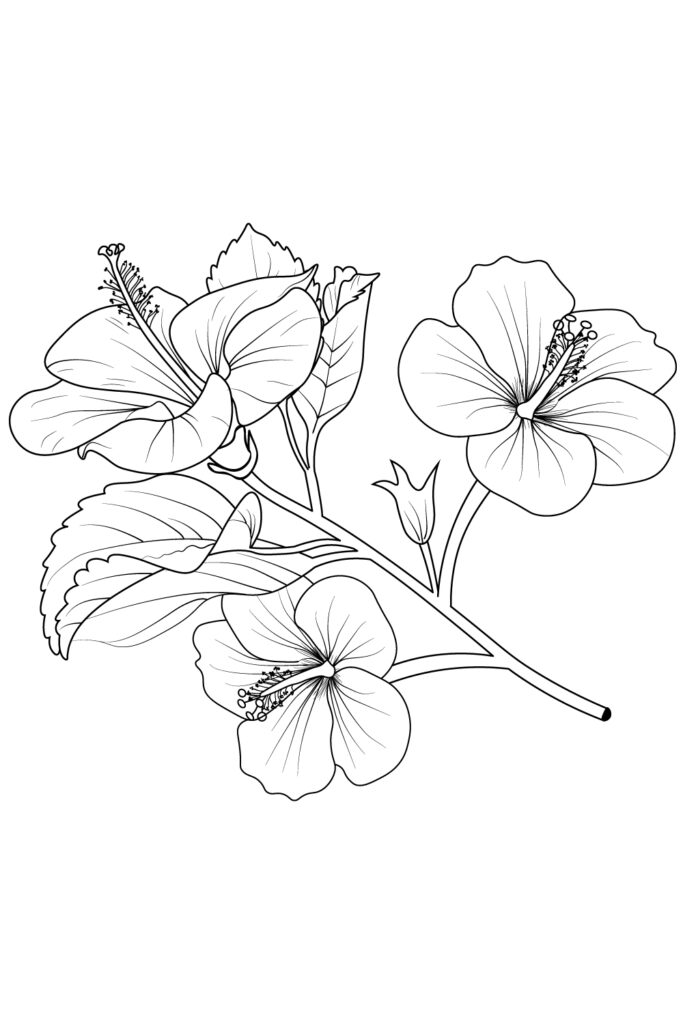 Hibiscus flowe drawing. Hibiscus flower tattoo. Hibiscus flower outline ...