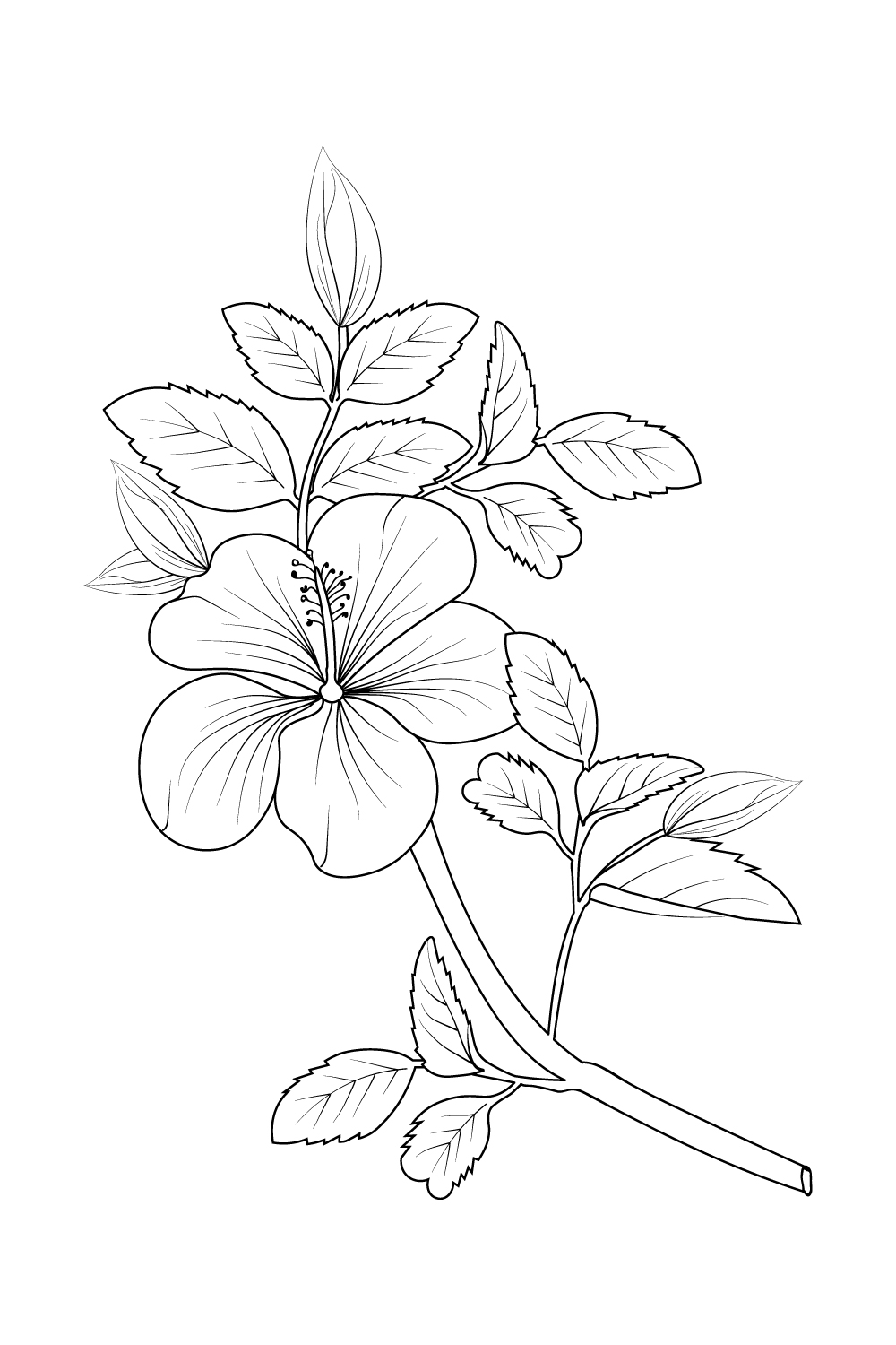Botanical hibiscus flower drawing, hibiscus flower vector art, hibiscus flower pencil drawing pinterest preview image.