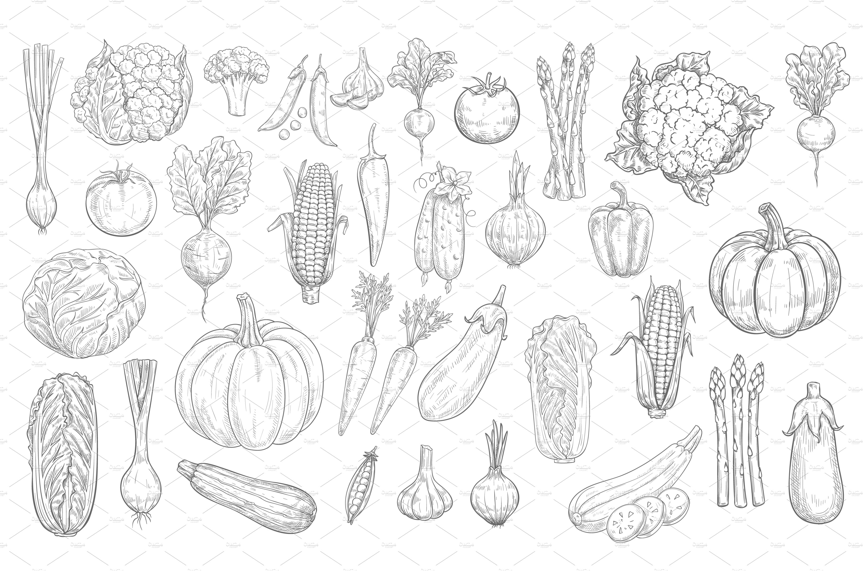 Vegetables sketches cover image.