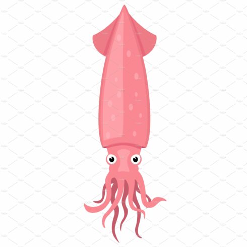 Squid on a white background. Sea cover image.