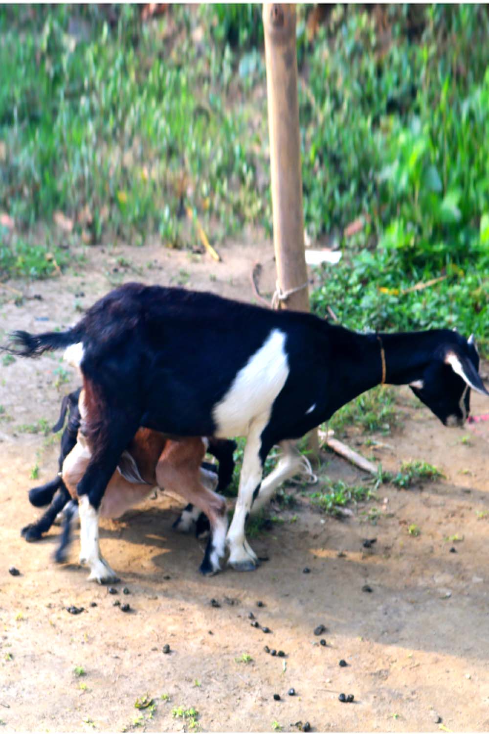 Goat Khasi photography in bangladesh pinterest preview image.