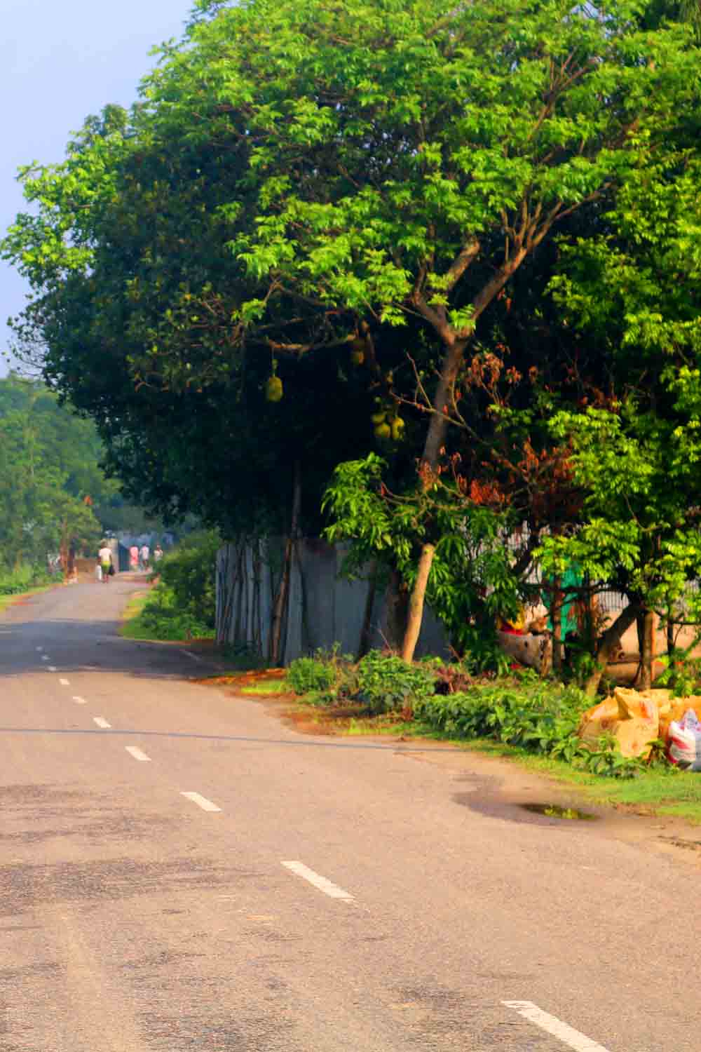 Natural Tree Background Photography in Bangladesh pinterest preview image.