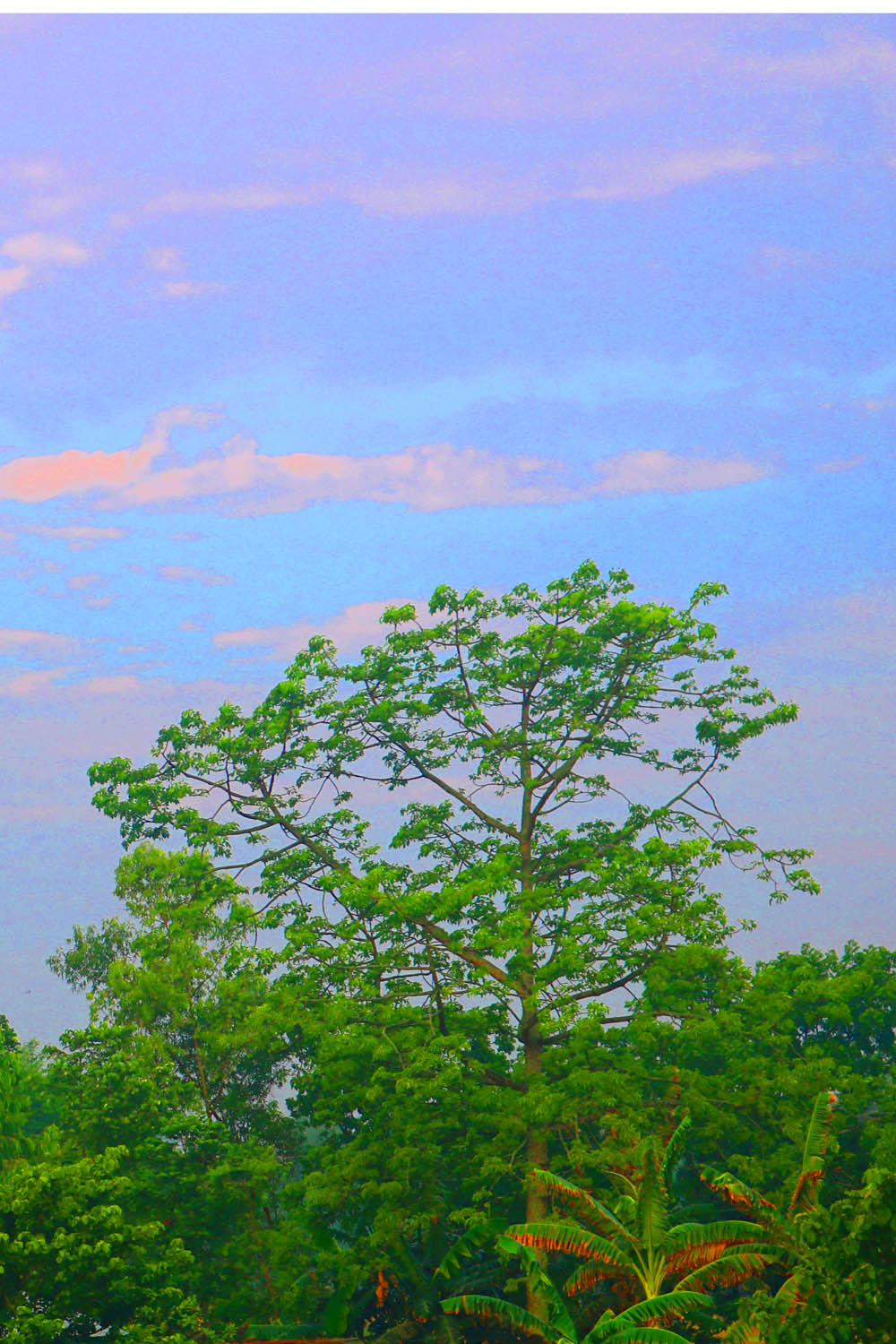 Natural Tree Background Photography in Bangladesh pinterest preview image.