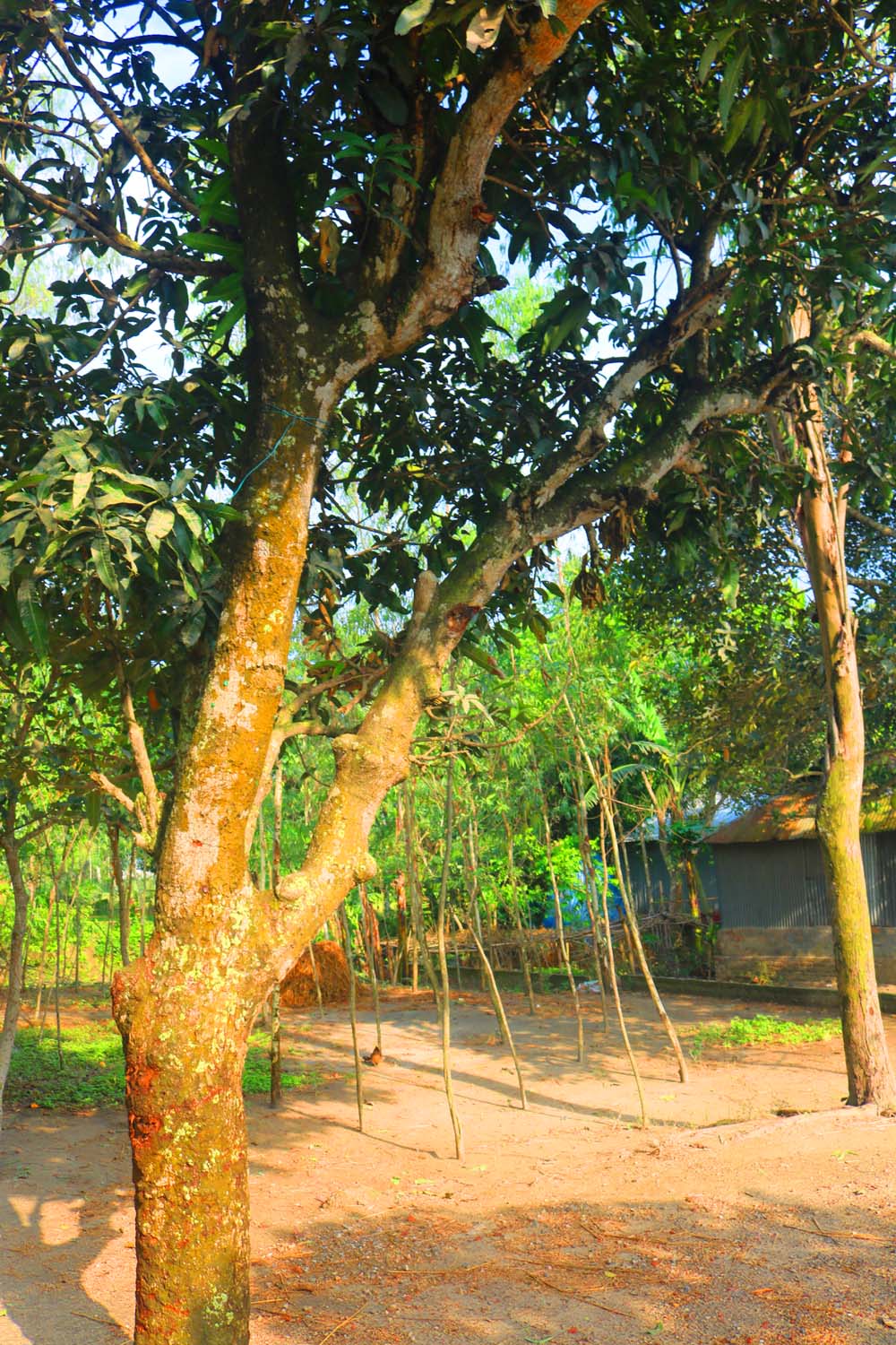 Natural Tree Background Photography in Bangladesh pinterest preview image.