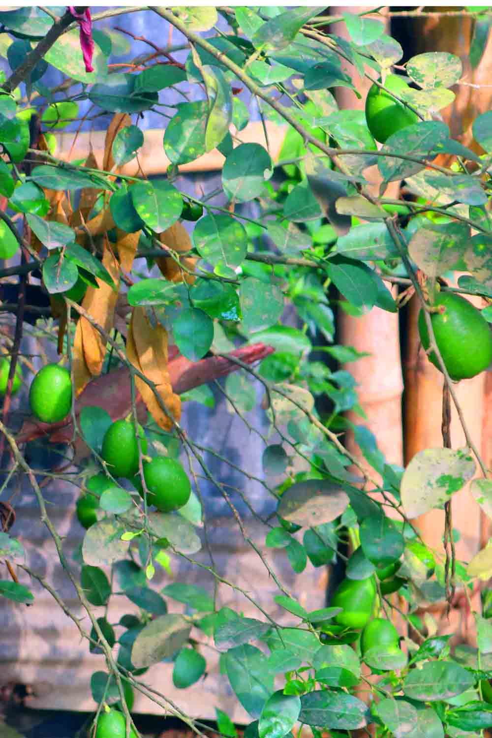 Nimbu Tree Photography in Bangladesh Fruits pinterest preview image.