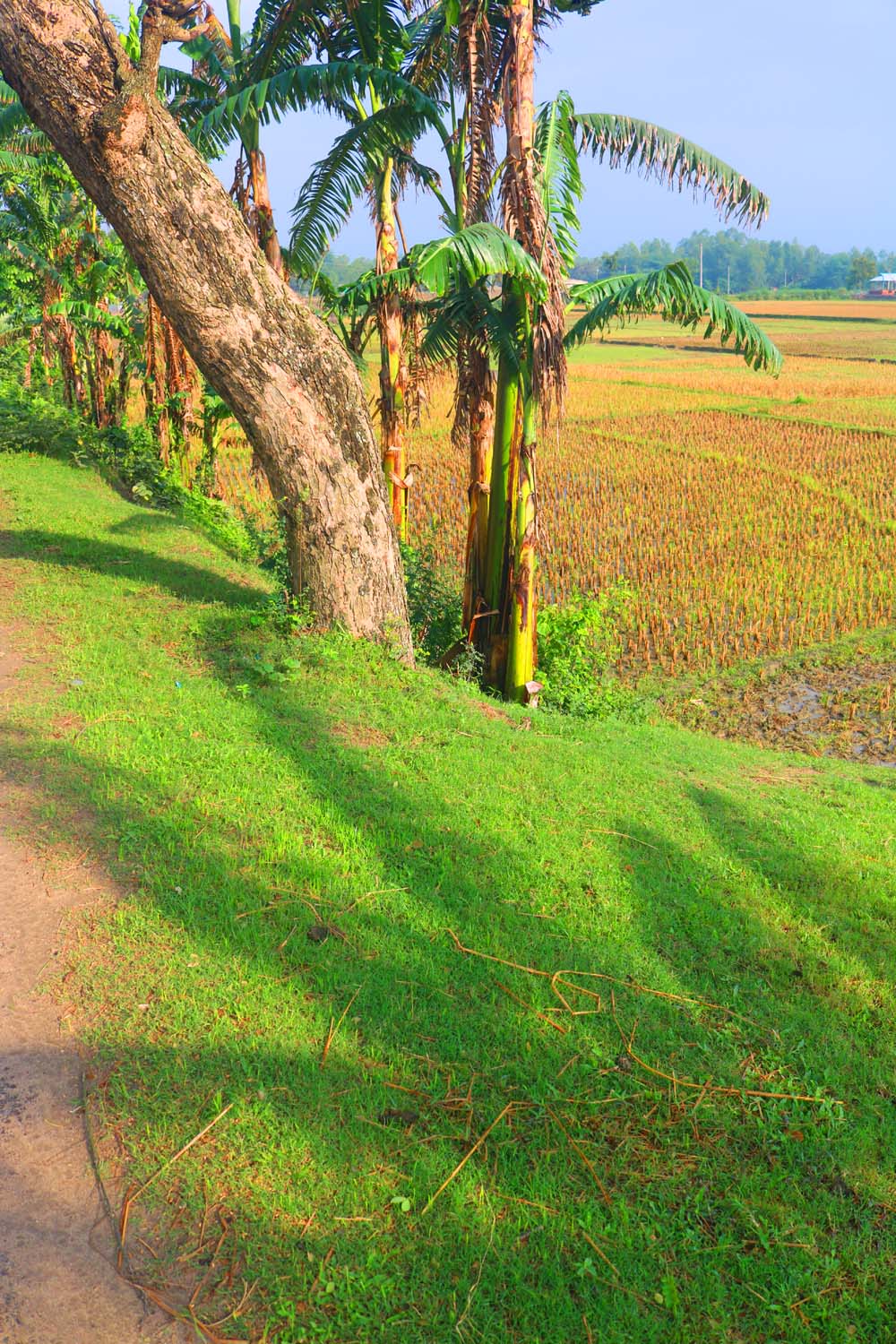 Ghar Tree village people & roads stock photos in Bangladesh pinterest preview image.