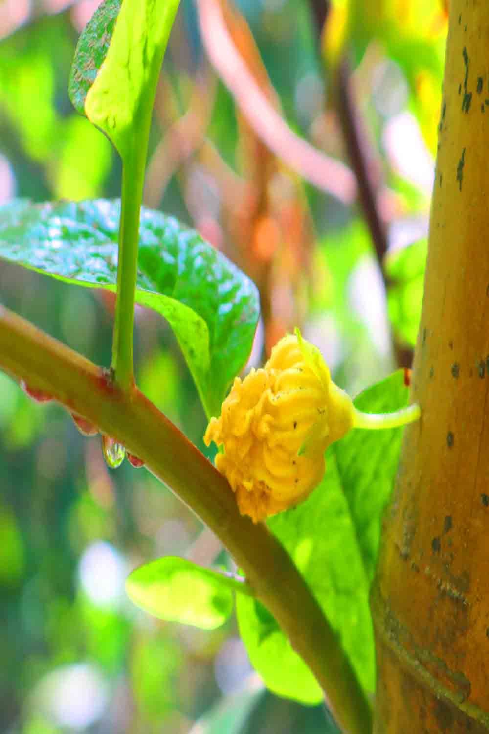 Natural Tree Background Photography in Bangladesh pinterest preview image.