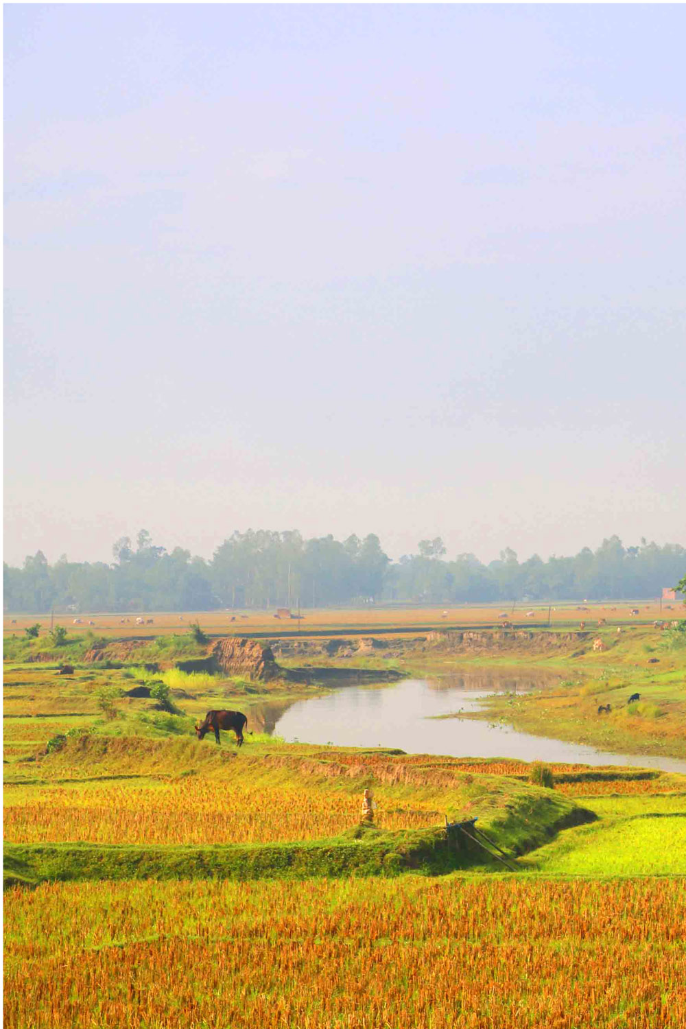 Natural Tree Background Photography in Bangladesh pinterest preview image.