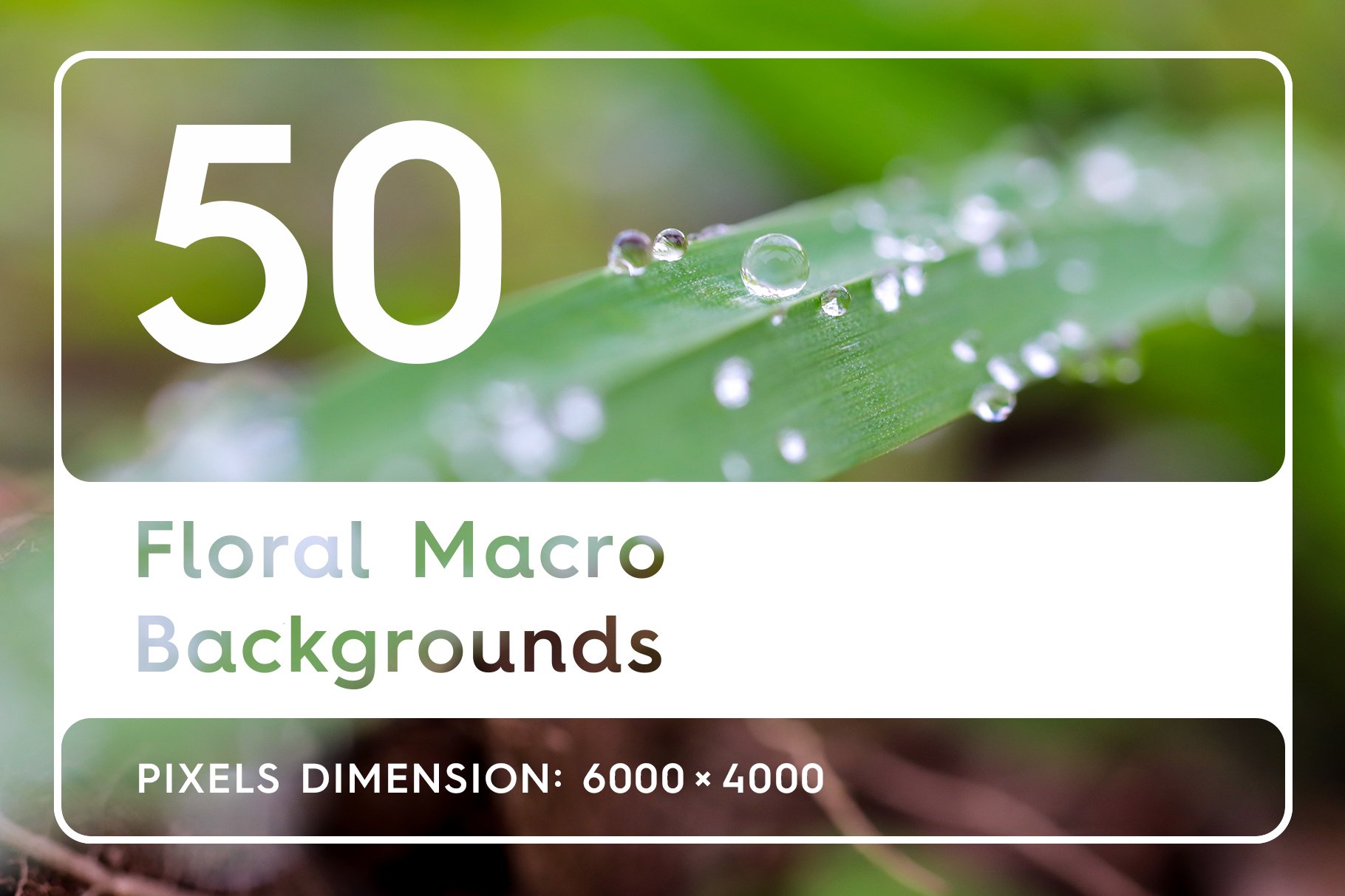 50 Floral Macro Backgrounds cover image.