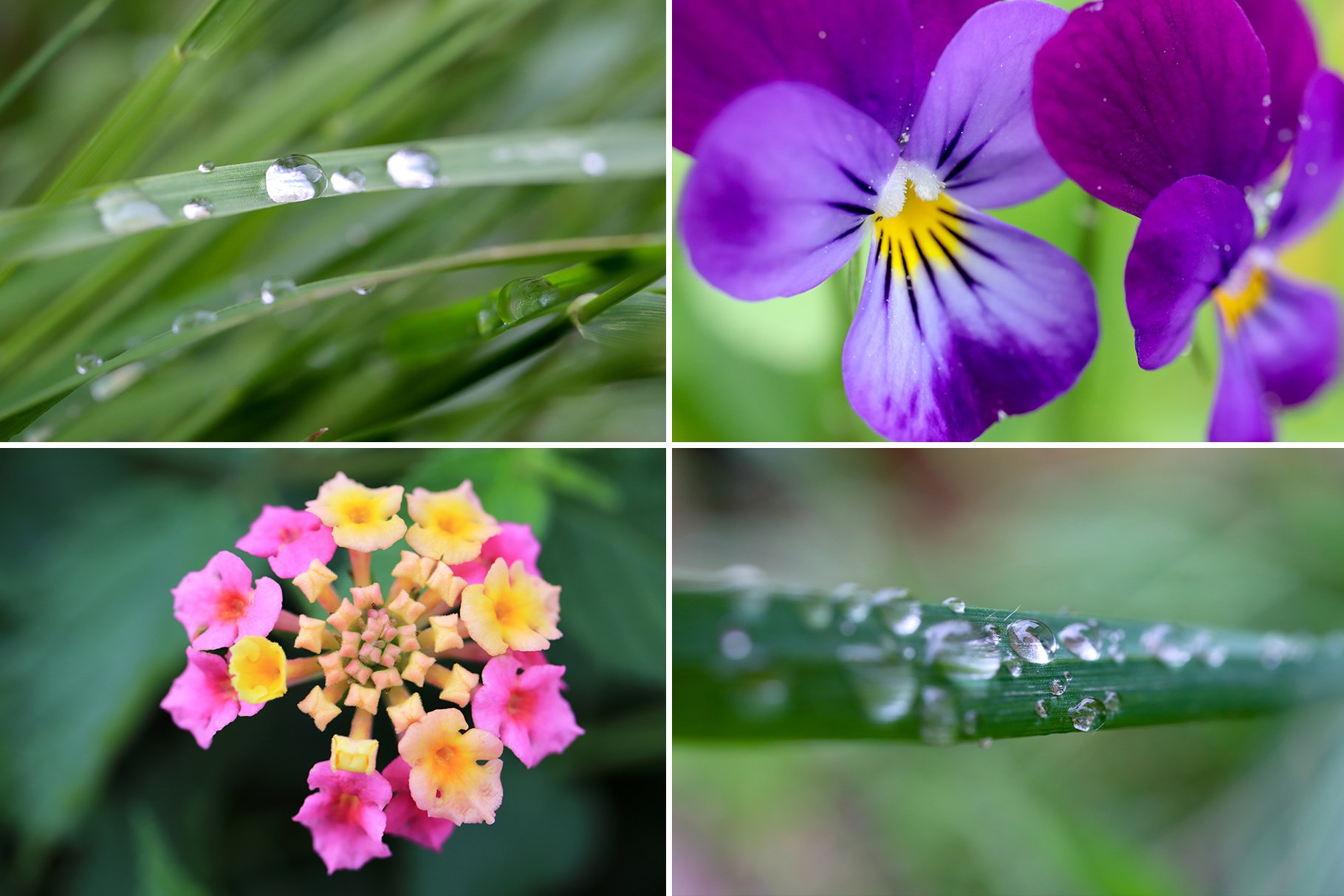 50 floral macro backgrounds preview 2 301