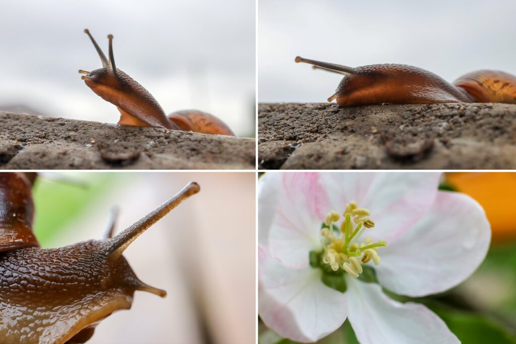 50 Floral Macro Backgrounds – MasterBundles