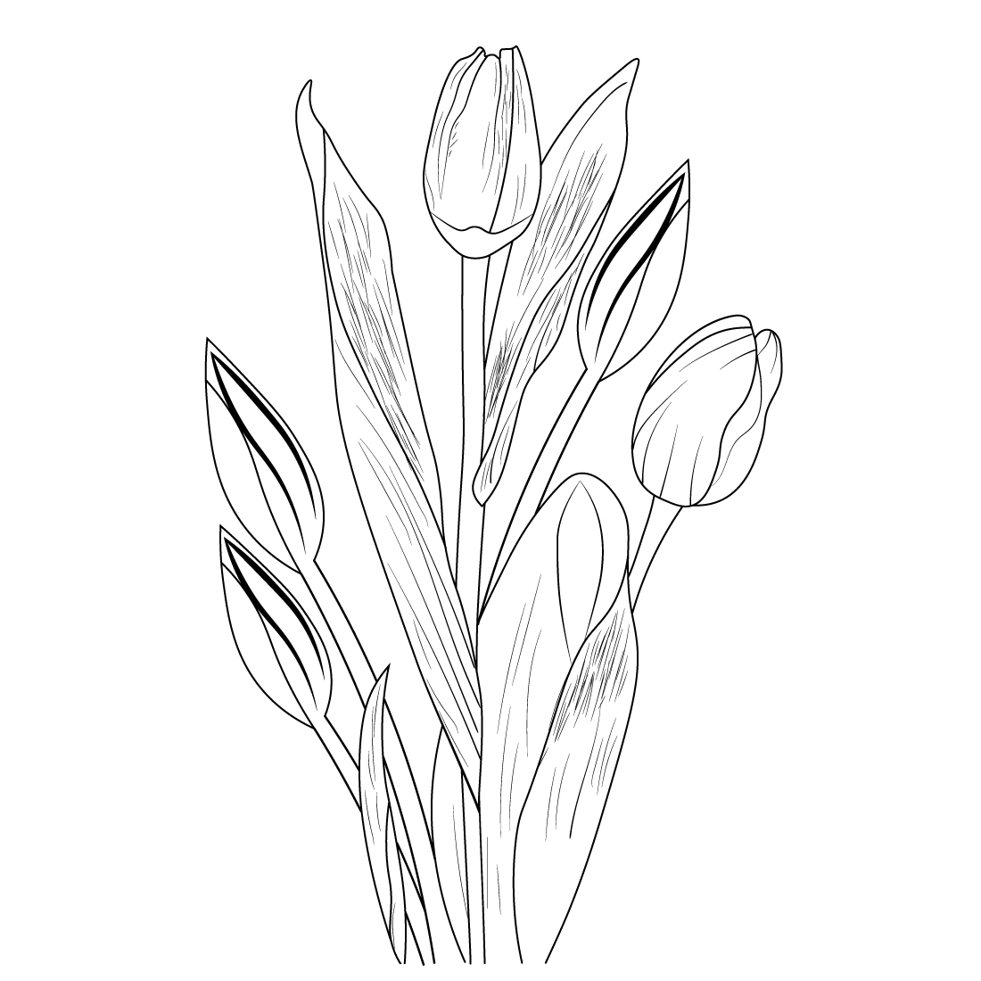 beautiful tulips flowers bouquet, tulip flower vector art, tulip flower line art, tulip vector preview image.