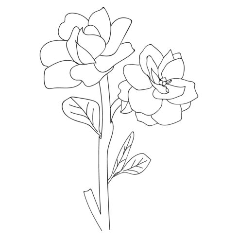 gardenia flower outline drawing, gardenia flower line art, gardenia flower illustration, gardania flower vector art cover image.