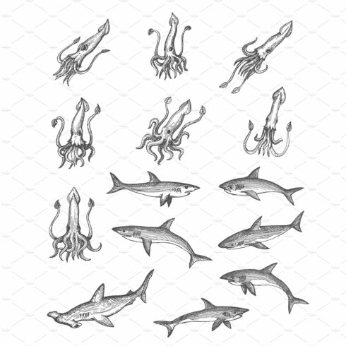 Squids and sharks animal sketches cover image.